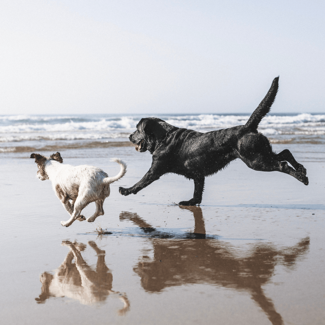 Two Dogs on Beach